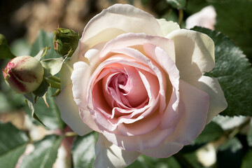 Large, fragrant, sumptuous, coral-pink roses with a bud against a dark-leafed rose shrub in spring. Pink rose flowers on the rose bush in the garden in summer. Flower background