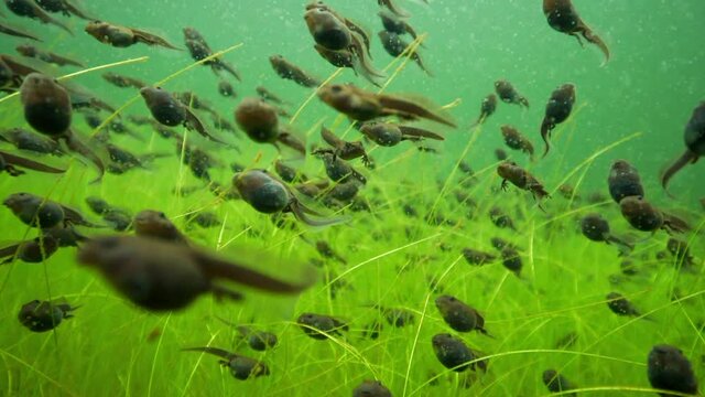 Close-Up Shot Of Tadpoles Swimming Amidst Grass Growing Underwater - British Columbia, Canada