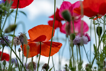 Fototapeta premium Variety of wild flowers including poppies, cornflowers and cow parsely, growing on a grass verge next to the road in Eastcote, Hillingdon, in the London suburbs, UK. Blue sky in the background.