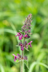 Close up of a hedge woundwort (stachys sylvatica) flower in bloom