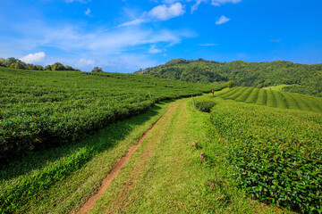 Fototapeta na wymiar Green Tea Plantation With Cloud In Asia.