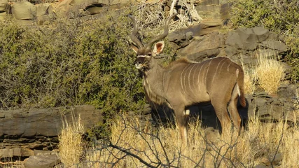 Fotobehang Imperious greater kudu bull © Adrian