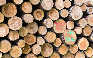 Fototapeta premium Holzeinschlag23062021a
