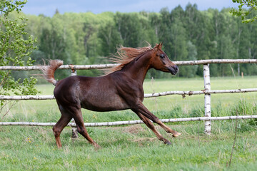 Beautiful chestnut horse running on green summer background