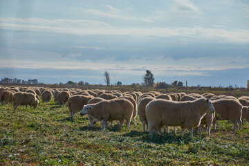 sheep grazing in a field
