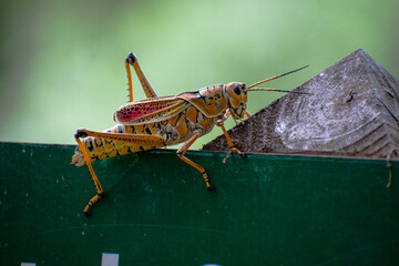 Eastern Lubber Grasshopper with beautiful colors crawling along at a Florida nature preserve / hiking park - obrazy, fototapety, plakaty