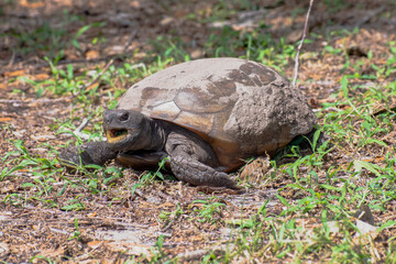 A large Gopher Tortoise forages for food at a Florida nature and wildlife park