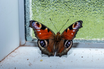 papillon