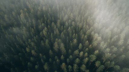Fototapeta na wymiar Dark autumn misty forest aerial view. Beautiful natural landscape with pine trees covered with morning fog in the mountains.