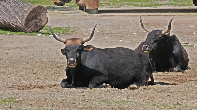 Heck cattle, Bos primigenius taurus, claimed to resemble the extinct aurochs. Domestic highland cattle seen in a German park