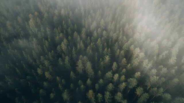 Dark autumn misty forest aerial view. Beautiful natural landscape with pine trees covered with morning fog in the mountains.