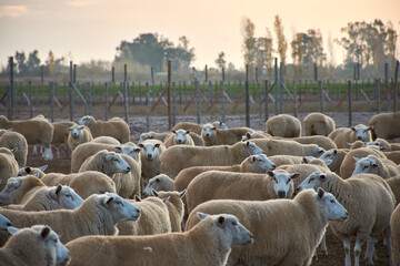 sheep grazing in a field
