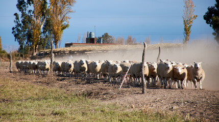 sheep grazing in a field

