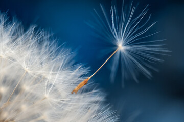 Close-up of a dandelion on a blue sky background. Macro photo