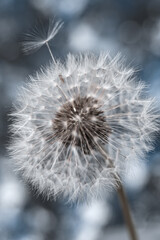 Close-up of dandelion seeds on gray background. Macro shot. Macro photo