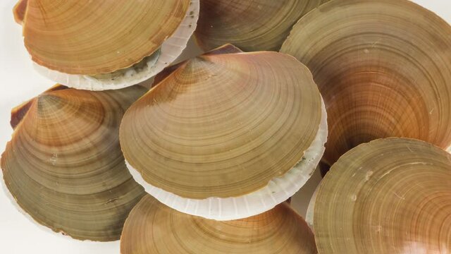 Raw scallop on white background close up rotation.
