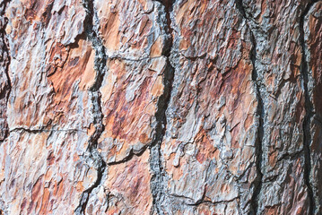 Natural background and texture from pine bark. Macrophoto