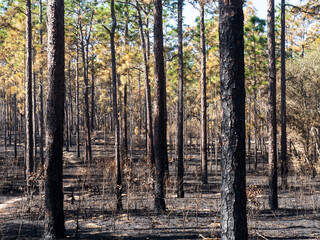 After the Controlled Burn in the Withlacoochee State Forest