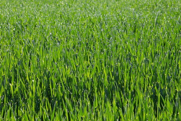 Fototapeta premium Green young crop plants in a field with morning dew drops for natural background