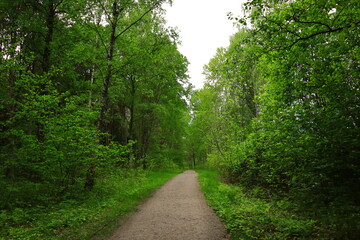 Fototapeta premium A Swedish forest road. Spring or summer weather. Gray sky with clouds. Very green nature. Daylight outside. Stockholm, Sweden, Europe.