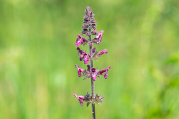 Close up of a hedge woundwort (stachys sylvatica) flower in bloom