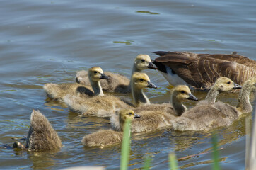 Canada Goslings Swimming in a Pond