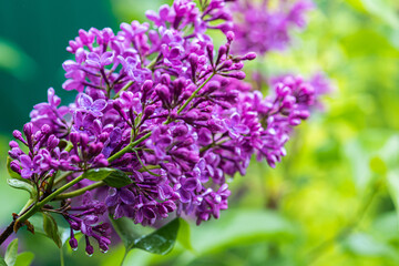 Fototapeta premium Big lilac branch bloom. Bright blooms of spring lilacs bush. Spring blue lilac flowers close-up on blurred background. Bouquet of purple flowers