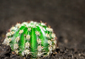 Small green cactus growing in the ground
