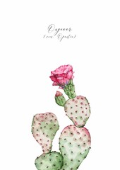 cactus flower isolated on white