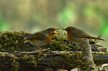 robins quarrel