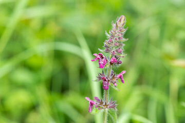 Close up of a hedge woundwort (stachys sylvatica) flower in bloom