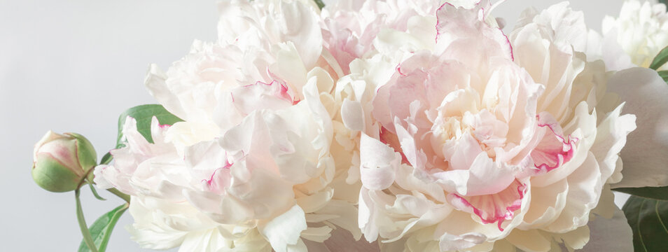 Bouquet of peonies close-up. Image for design of greeting cards on theme of wedding, Mother's Day, birthday and other greetings. Banner