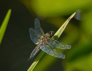 Dragon fly on a reeds in a park in Stockholm 