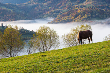 Morning foggy clouds in autumn mountain countryside.  Ukraine, Carpathian Mountains, Transcarpathia.