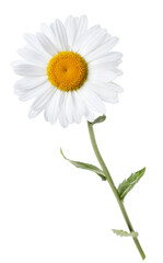 Chamomile flower on a stem on a white background. Isolated