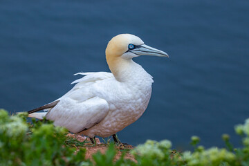 Northern gannet breeds on the cliffs of the island of Heligoland. The northern gannet (Morus bassanus) is a seabird, the largest species of the gannet family.