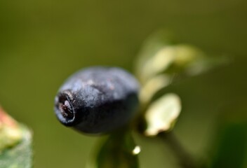 honeysuckle branch with blue berries on a green background