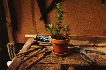 Still life of gardening tools and garden shears lying next to a clay pot with planted mint leaves...