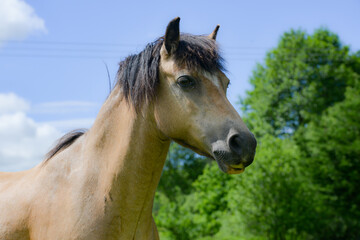 Portrait of a horse against a blue sky