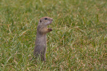Rodent Spermophilus citellus on a meadow with grass and in its environment 