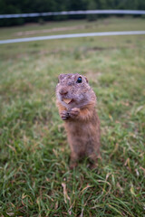 Rodent Spermophilus citellus on a meadow with grass and in its environment 