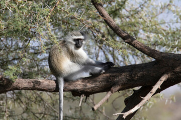 Obraz premium Just chilling