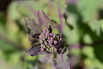 flowering kohlrabi-cabbage as a close up against a blurred background