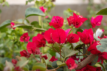 flor de primavera (Bougainvillea) no jardim