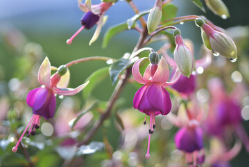Elegant pink fuchsia flowers with rain drops, soft background close-up