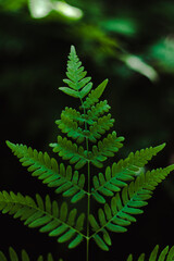 fern leaf in the forest