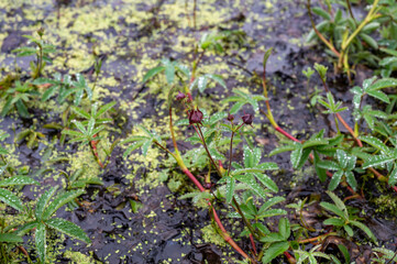 Comarum palustre or Potentilla palustris medicinal plant, known by the common names purple marshlocks, swamp cinquefoil and marsh cinquefoil waterside shrub.