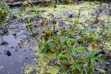 Comarum palustre or Potentilla palustris medicinal plant, known by the common names purple marshlocks, swamp cinquefoil and marsh cinquefoil waterside shrub.