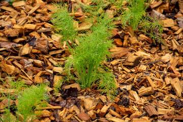 Young Fennel or Foeniculum vulgare edible and medicinal flowering plant species in carrot family with yellow flowers and feathery leaves