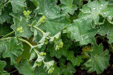 Alchemilla vulgaris or lady's mantle, herbaceous perennial plant member of the rose family, are grown in gardens for their leaves, which collect sparkling water droplets.